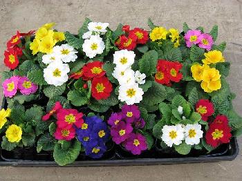 �ߤβ��Ť˲ڤ䤫�ʤ����ɤ�