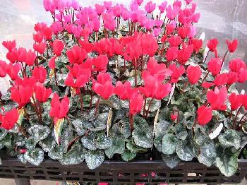 �����ˤ⶯�������ǥ󥷥�����