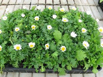 ���פǰ�Ƥ䤹��