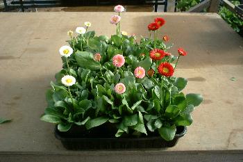 �դ򴶤��뤫�襤������