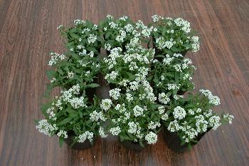 ���š��󤻿�����̾����