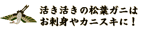 活き活きの松葉ガニはお刺身やかにすきに