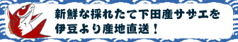 新鮮な下田産サザエを伊豆より産地直送